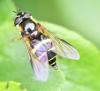 Dasysyrphus tricinctus